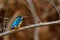 Kingfisher bird sitting on branch with brown background