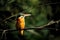 Kingfisher bird in water painting style