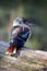 Kingfisher Blue-winged kookaburra, Dacelo leachii, Australia