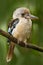 Kingfisher Blue-winged kookaburra, Dacelo leachii, Australia. Bird near the river. Kingfisher in the nature water grass habitat.