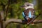 Kingfisher Blue-winged kookaburra, Dacelo leachii, colorful kingfisher from Australia. Bird hidden in the habitat. Wildlife scene