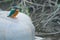 Kingfisher on a buoy