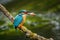 Kingfisher with caught fish in bill. Wild common kingfisher, Alcedo atthis, perched on branch near nesting burrow. Wildlife