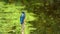 Kingfisher close up during springtime
