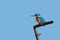 A Kingfisher, Common Kingfisher, UK.