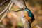 Kingfisher eating beautiful color blue and brown