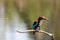 kingfisher eating fish