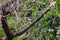 Kingfisher with fish caught. Baringo, Kenya