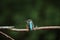 kingfisher fledgeling bird.