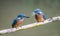 Kingfisher fledglings