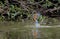 Kingfisher fleeing from the water between splashing water drops.