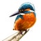 Kingfisher halcyon from a branch  realistic illustration isolate.
