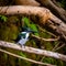 Kingfisher in the jungle of Surinam