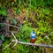 Kingfisher in the jungle of Surinam