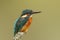 Kingfisher, Kingfisher Alcedo Atthis showing fish scales on beak from last meal and perched on a branch covered in lichen with s