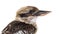 Kingfisher Laughing kookaburra, Dacelo novaeguineae