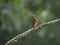 Kingfisher lurking on a twig