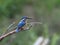 Kingfisher lurking on a twig