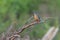 Kingfisher lurking on a twig