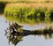 Kingfisher in a Marsh