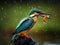 Kingfisher Masai Mara