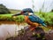 Kingfisher Masai Mara