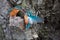 Kingfisher mating ritual passing fish