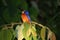 Kingfisher at night