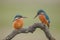 Kingfisher pair