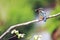 Kingfisher Perched on a Branch