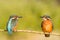 Kingfisher perched on a branch