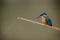 Kingfisher perched on a fishing rod