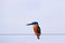 Kingfisher perched on a power line