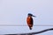 Kingfisher perched on a power line