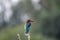 Kingfisher perched on a thorny plant against a blurred background