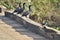 kingfisher perched on a wooden bridge next to Cormorants along the Transpantaneira