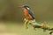 A kingfisher perches on a branch in the Adaja river