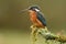 A kingfisher perches on a branch in the Adaja river