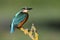 Kingfisher perches on a branch in the Adaja river in Avila. Spain