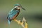 Kingfisher perches on a branch in the Adaja river in Avila. Spain