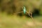 Kingfisher perches on a branch in the Adaja river in Avila. Spain