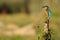 Kingfisher perches on a branch in the Adaja river in Avila. Spain