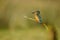 Kingfisher perches on a branch in the Adaja river in Avila. Spain