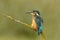 Kingfisher perches on a branch in the Adaja river in Avila. Spain