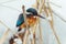 Kingfisher perches on a stake in a pond in winter. - Image