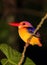 Kingfisher resting at night on a tree branch in the rain forest