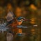 Kingfisher on the riverbank, glorious colors