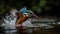 Kingfisher\\\'s Successful Plunge in a Crystal Clear Stream