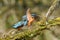 Kingfisher, Scientific name: Alcedinidae