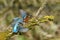 Kingfisher, Scientific name: Alcedinidae